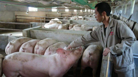 为了防止猪瘟，专家：禁止农民拿剩饭剩菜喂猪