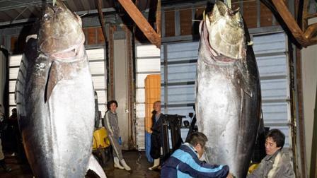 日捕获400公斤金枪鱼 售价将破纪录