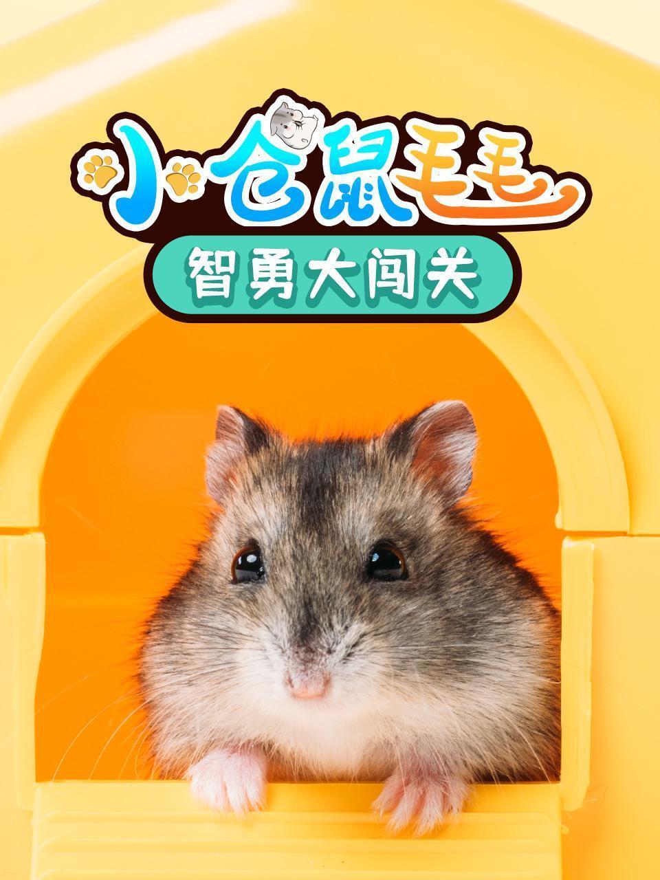 小仓鼠毛毛智勇大闯关