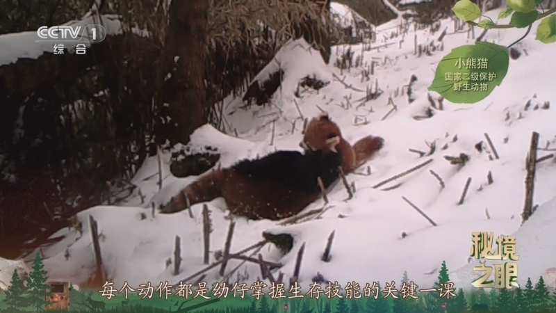 秘境之眼 《秘境之眼》 小熊猫 20251203