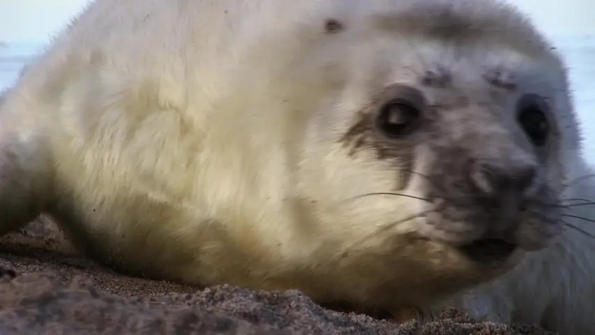 可爱的动物宝宝 第1集