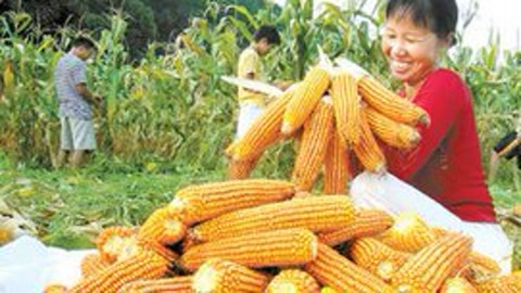 唱罢吹灯 听这歌农民伯伯泪奔了《玉米泪》