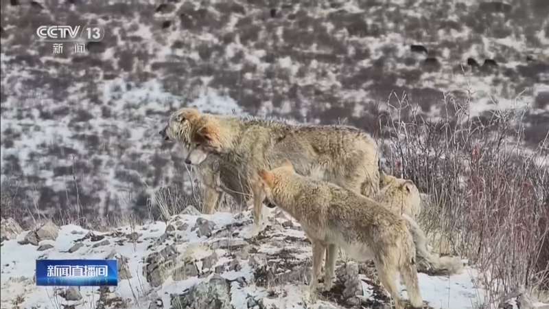 《新闻直播间》 20260415 17:00