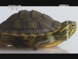 自然传奇 《自然传奇》 20141213 进化中的军备竞赛