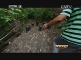 生财有道 《生财有道》 20140925 天湖沟的养殖妙招