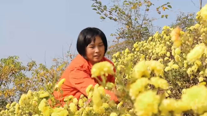 致富经 《致富经》 20201217 “花将军”挂帅 菊花地淘金