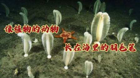 像植物的动物，海鳃像长在海里的羽毛笔