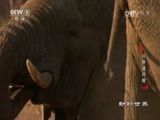 动物世界 《动物世界》 20170621 狂野进行时