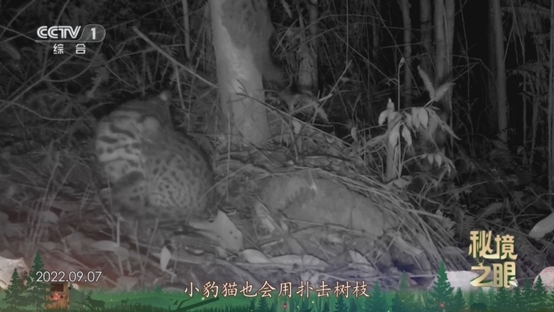 秘境之眼 《秘境之眼》 豹猫 20250124