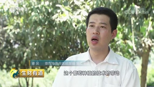 生财有道 《生财有道》 20180927 咱们家乡有特产：走进山城葡萄园