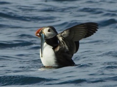 蓝色星球 第二季(Blue Planet II)(普通话版)第6集:海岸