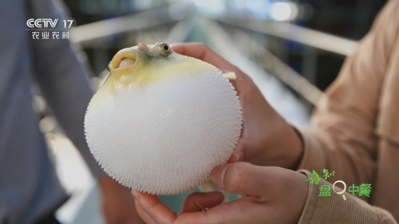 《谁知盘中餐》 20260309 化“险”为鲜寻鱼记