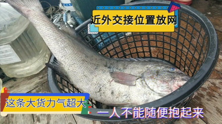 南澳岛赶海日记 彪哥到近海与外海交接处捕鱼，渔获不停冲网，捕获一条大货一人不能随便捉起来