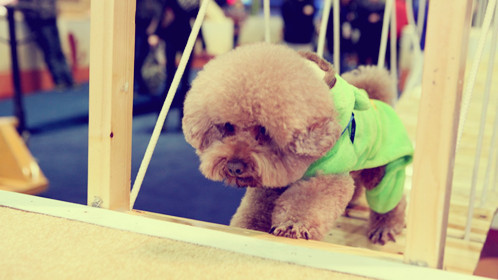 闯关升级困难重重 踢馆选手实力强劲