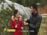 生财有道 《生财有道》 20161228 融安金桔带来的甜蜜财富