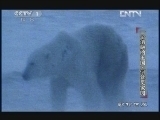 动物世界 《动物世界》 20121215 一个消融的王国·何处觅家园