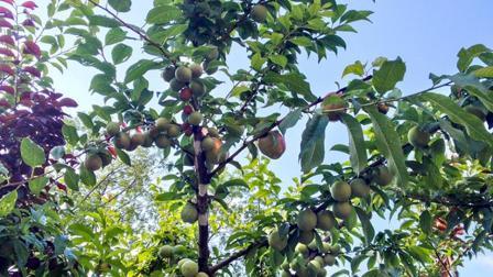 国外小伙种出神树一棵树能结40种水果