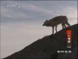 动物世界 动物世界 2010年 第76期
