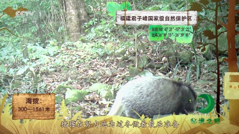 《秘境之眼》 猪獾 20210428