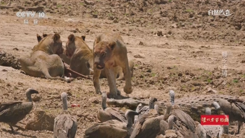 《自然传奇》 20260226 狮子王国 4
