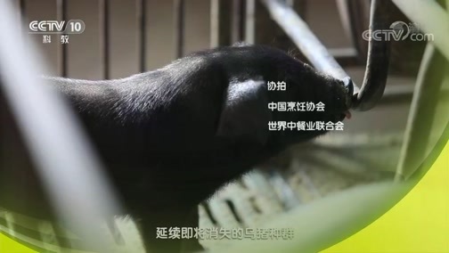 味道 《味道》 20190404 鲜味当道 第一集