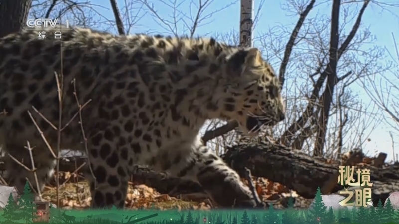 《秘境之眼》 豹 20260220