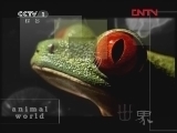 动物世界 《动物世界》 20120125
