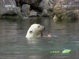 人与自然 《人与自然》 20150305 自然故事：北极熊的夏天——熊与冰