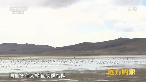 远方的家 《远方的家》大好河山 纯净的世界屋脊  20191006