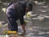 生财有道 《生财有道》 20160108 精准扶贫 小康中国系列——福建福鼎：生态扶贫有新路