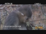 远方的家 特别节目 从雪山到雨林的动物王国《远方的家》 20140404