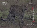 动物世界 《动物世界》 20170406 魅力大猫·花豹传奇