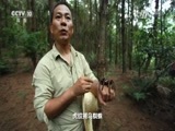 地理中国 《地理中国》 20170613 扶绥秘境（下）