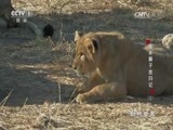 动物世界 《动物世界》 20170512 圈养狮子放归记（三）