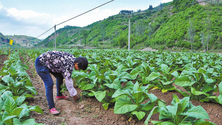 农村传统优质肥料大粪，为啥有人说不卫生？