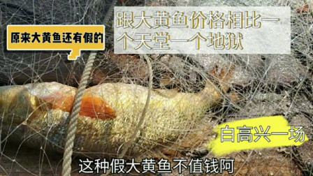 南澳岛赶海日记 小哥去放网捕鱼，结果上来好多条假大黄鱼，价格却是一个天一个地