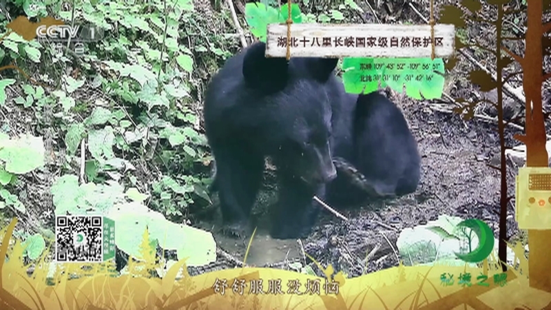 秘境之眼 《秘境之眼》 大熊猫/熊猴/黑熊/凤头鹰 20230422
