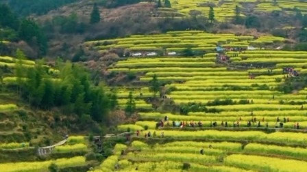 用双脚丈量这片土地 “菊花村”里走出金黄致富路