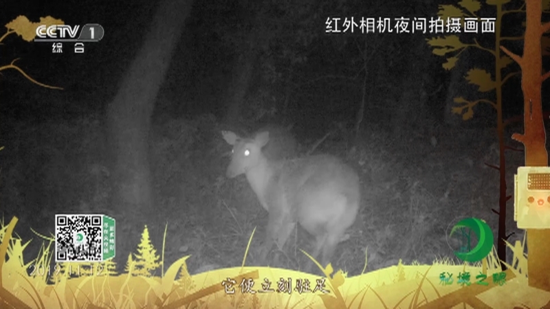 秘境之眼 《秘境之眼》 赤麂 20230223