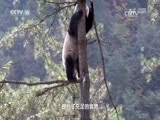 地理中国 《地理中国》 20170320 聚宝秘境