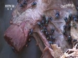 自然传奇 《自然传奇》 20170125 草原上的生死