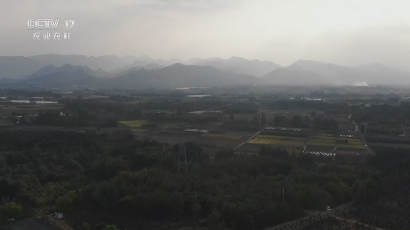 我爱发明 《我爱发明》 20230820 油茶果丰收了