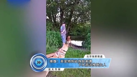 蓝天娱乐快报 2016 7月 捧腹 英宠物狗欲挣脱束缚下水游泳拽倒主人 160716