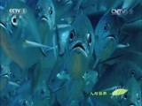 人与自然 《人与自然》 20150714 自然发现：生命——海阔凭鱼跃（下）
