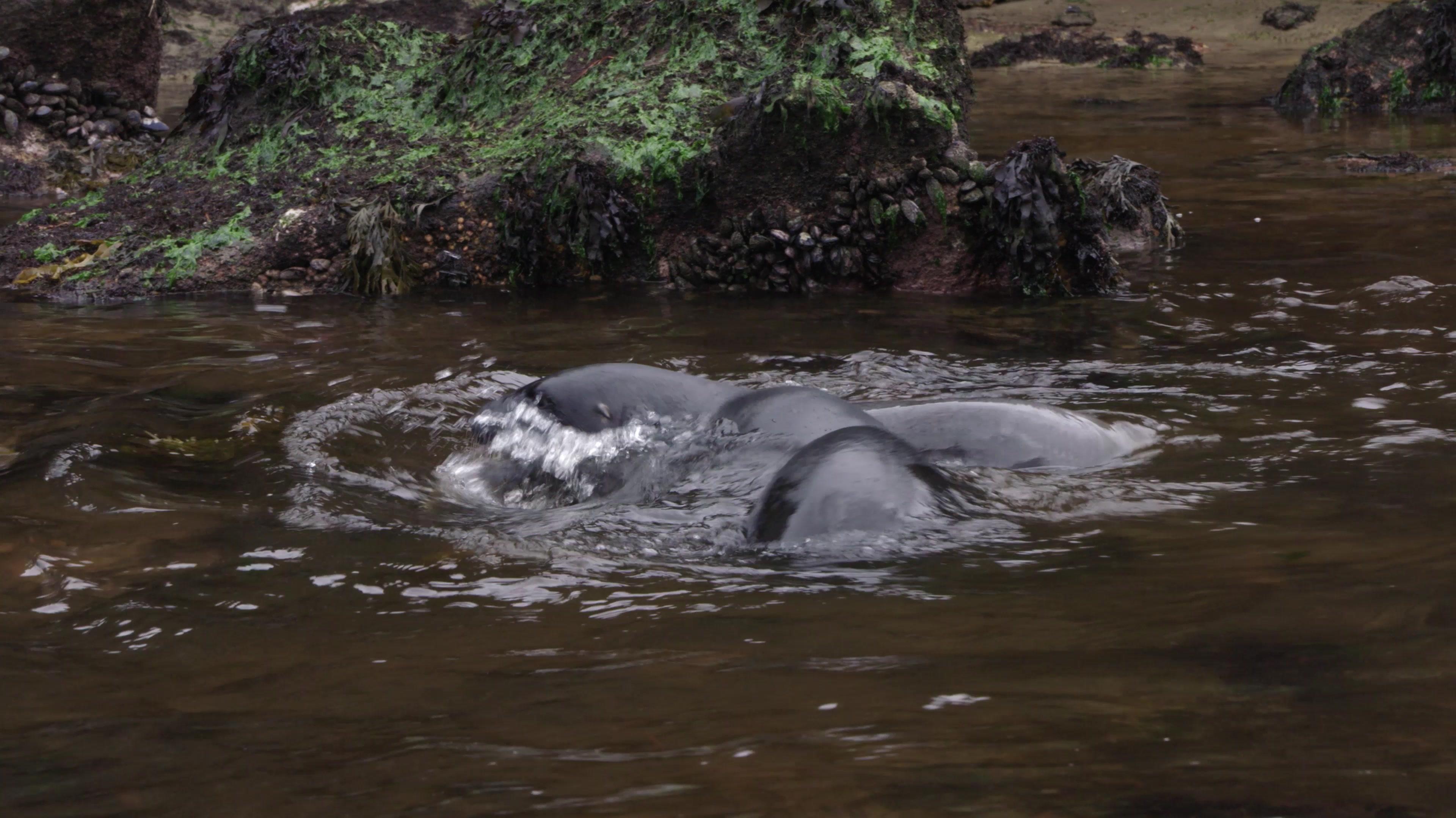 《海洋捕食者》第4集
