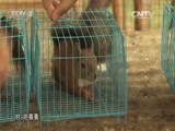 生财有道 《生财有道》 20150616 森林小精灵带来大财富/天湖沟的养殖妙招