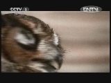 动物世界 《动物世界》 20120902