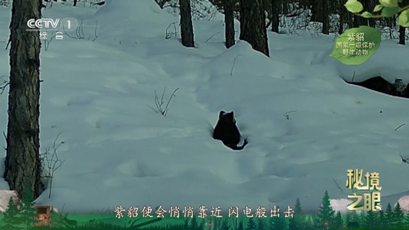 《秘境之眼》 紫貂 20260324