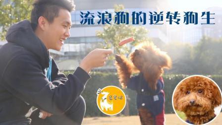 拦车救狗 他说：只想给ta一个温暖的家