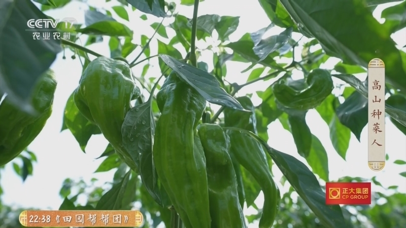 《三农群英汇》 20260521 高山种菜人